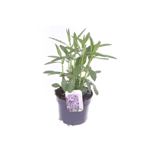 Verbena bonariensis Bonnie Blue