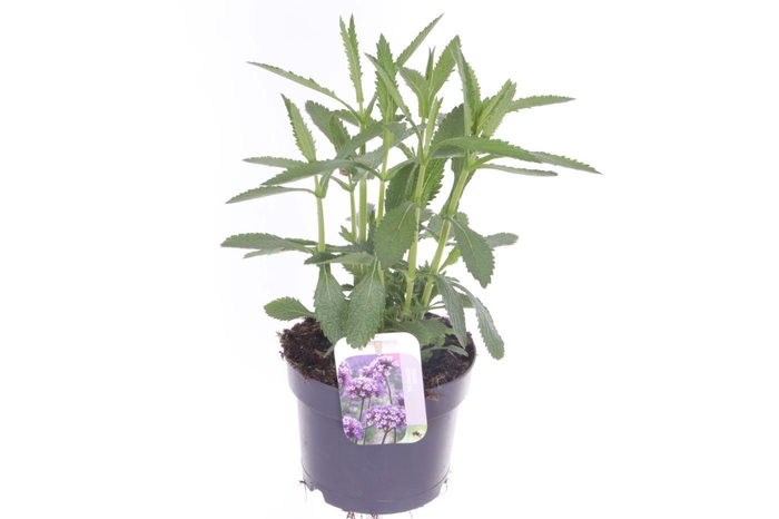 <h4>Verbena bonariensis Bonnie Blue</h4>