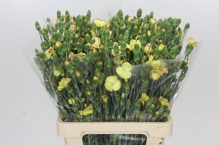<h4>Dianthus Sp Solandis Firefly</h4>