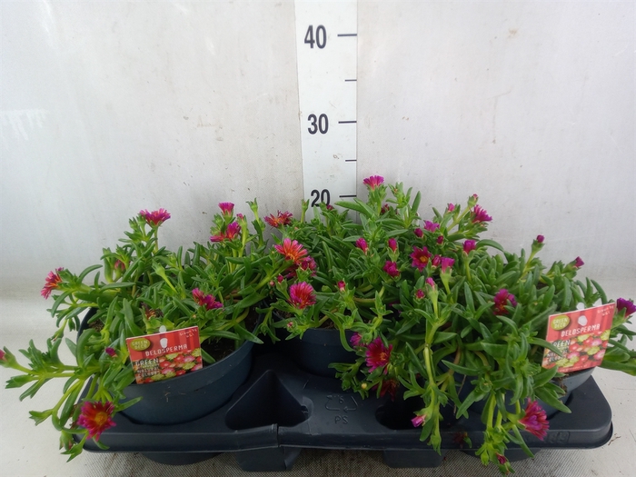 <h4>Delosperma coop. 'JewDesert'  ..mix</h4>