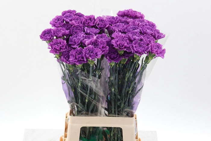 <h4>Dianthus ST 'Florigene Moonlite'</h4>