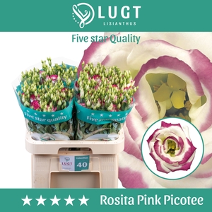 Lisianthus Rosita Pink Picotee