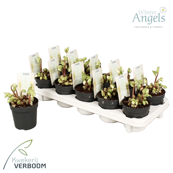 <h4>Helleborus verboom beauty 8+ bloem</h4>