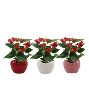 Anthurium Diamond Red in Paris mix ceramics