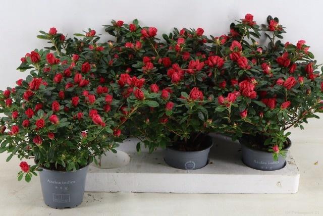 <h4>RHODO SI FR SCHERRE</h4>