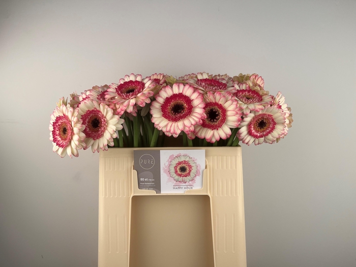 <h4>GE MI HAPPY HOUR</h4>