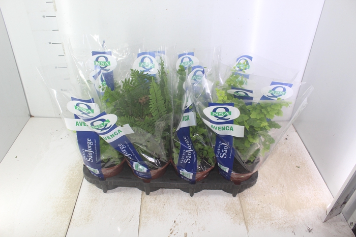 <h4>AVENCA VARIADA P15</h4>