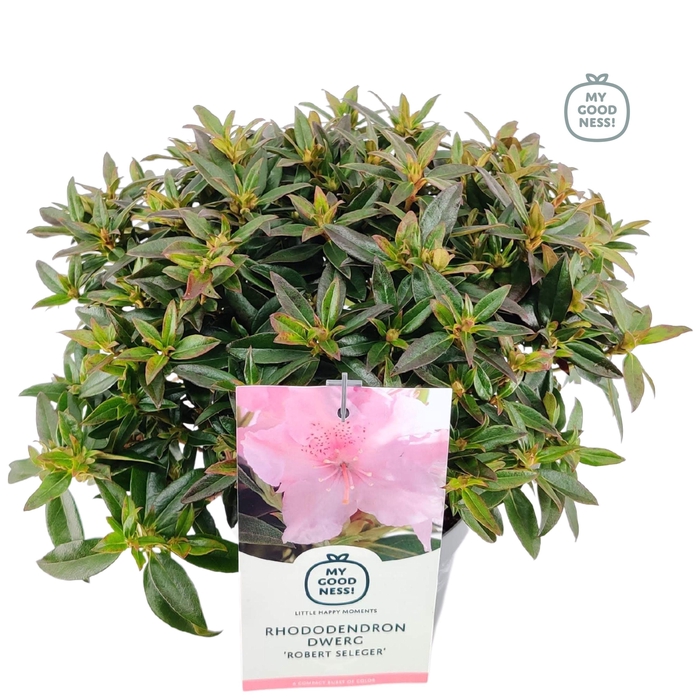 <h4>Rhododendron dwarf 'Robert Seleger' C2 30-35</h4>
