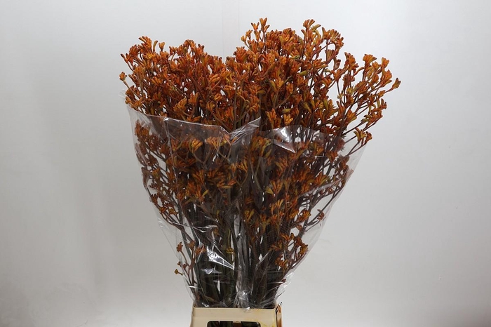 <h4>Anigozanthos Golden Girl</h4>