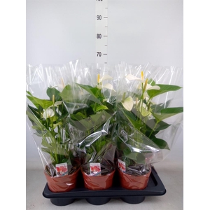 Anthurium andr. 'Snow Love'