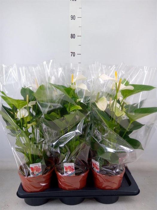 <h4>Anthurium andr. 'Snow Love'</h4>