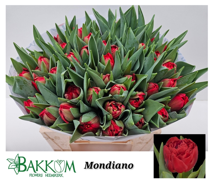 <h4>TU DU MONDIANO</h4>