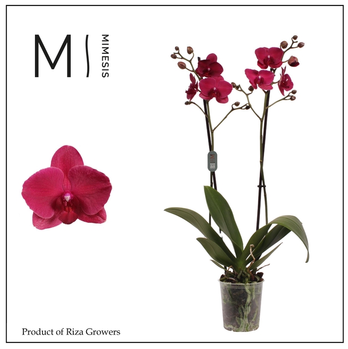 <h4>Phalaenopsis Montreux 2 spike – 12cm | Mimesis</h4>