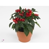 Capsicum Sombrero Mambo Rood 12cm
