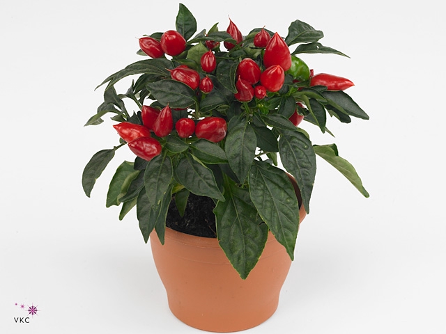Capsicum Sombrero Mambo Rood 12cm