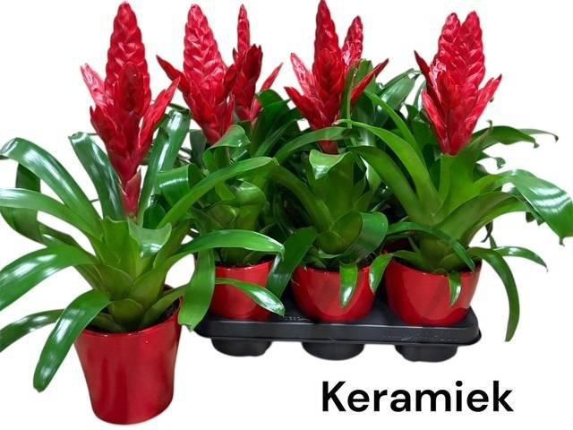 <h4>VRIES X POELMANII</h4>