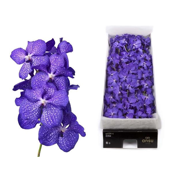 <h4>Vanda 20 tak Blue Magic</h4>