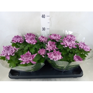 Chrysanthemum  'Cosmo Purple'