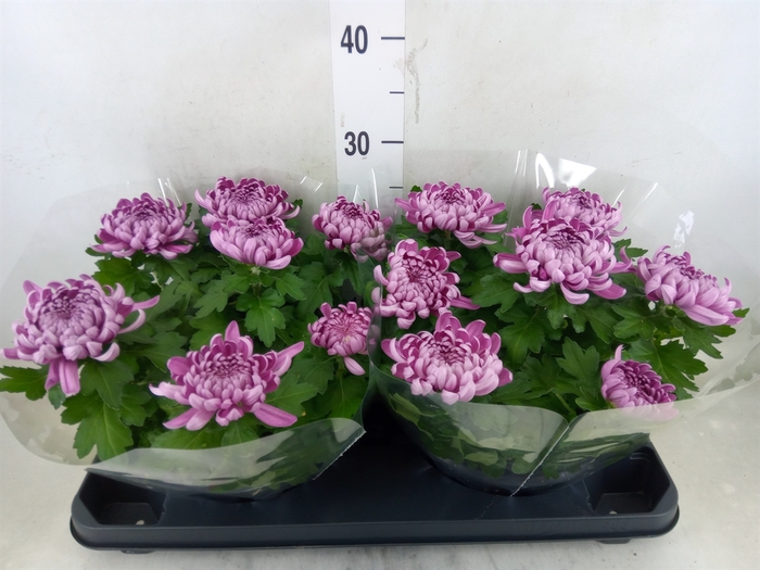 <h4>Chrysanthemum  'Cosmo Purple'</h4>