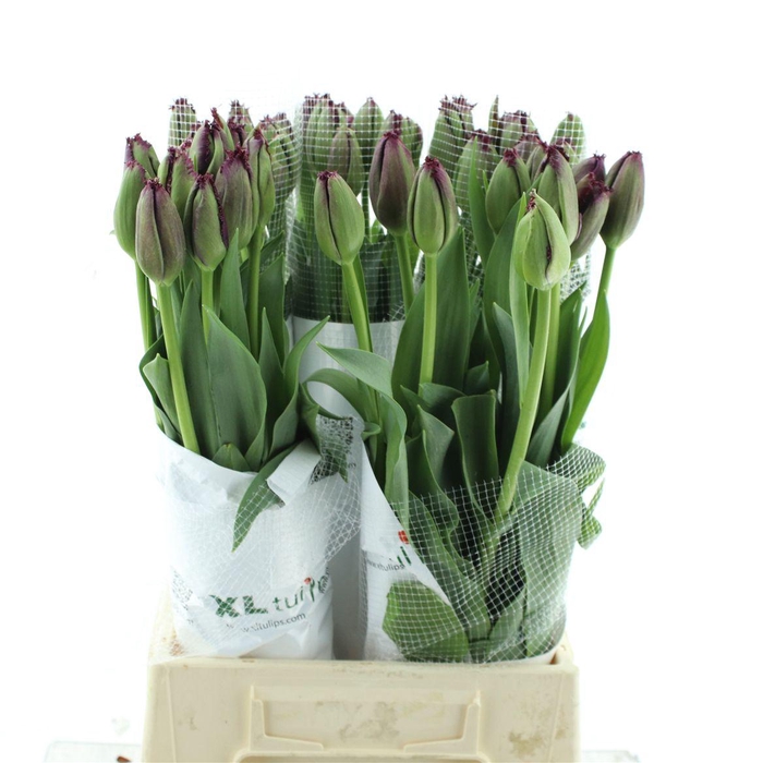 <h4>Tu Fr Gorilla</h4>