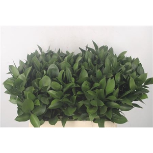 Ruscus Hypophyllum