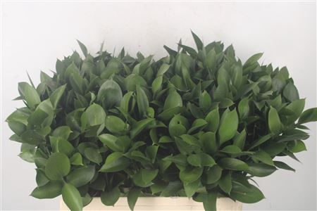 <h4>Ruscus Hypophyllum</h4>