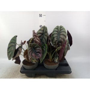 Alocasia cuprea 'Red Secret'