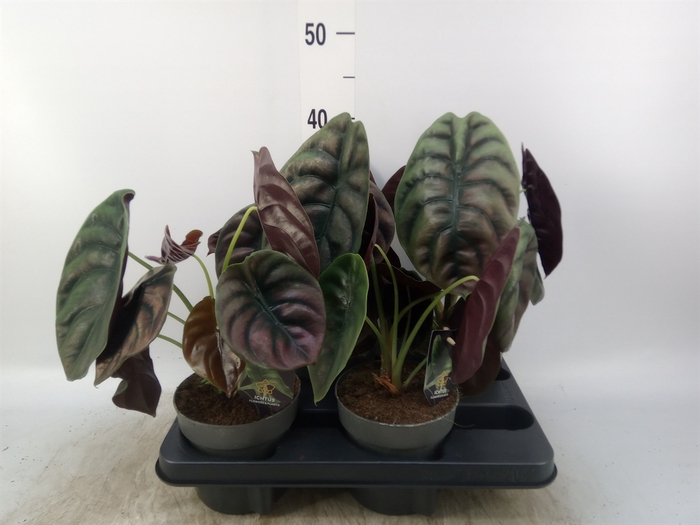 <h4>Alocasia cuprea 'Red Secret'</h4>