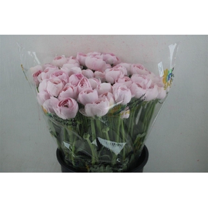 Ran Cloni Sup Lady Hanoi Pink