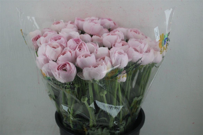 <h4>Ran Cloni Sup Lady Hanoi Pink</h4>