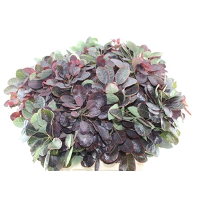 Cotinus Royal Purple