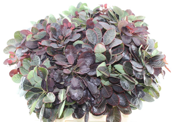 <h4>Cotinus Royal Purple</h4>