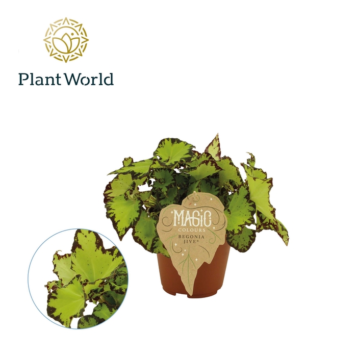 <h4>Begonia BD 'MagicColours Jive'</h4>