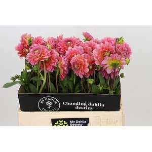 Dahlia Pink Runner