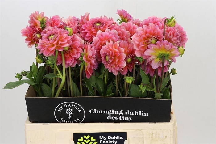 <h4>Dahlia Pink Runner</h4>