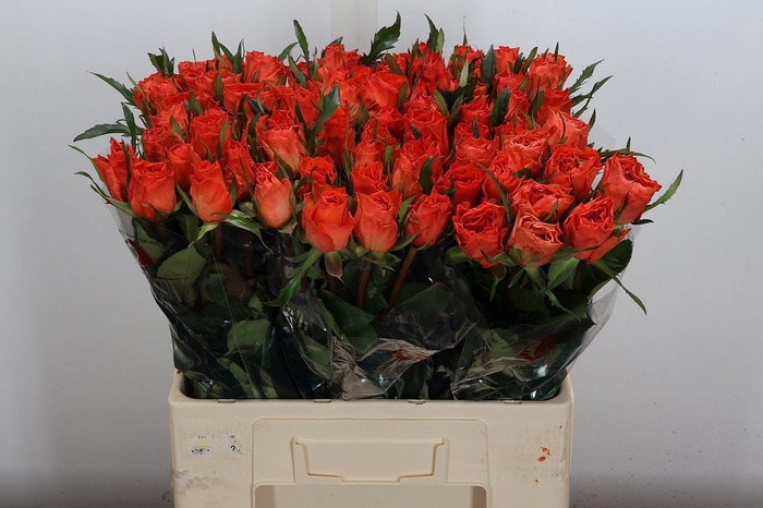 <h4>R Gr Garfield+</h4>