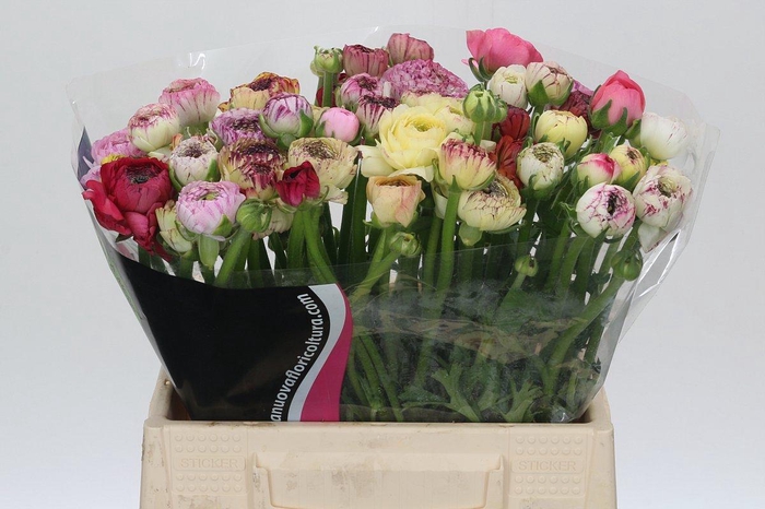 <h4>Ranunculus Elegance Cappucino Mix</h4>
