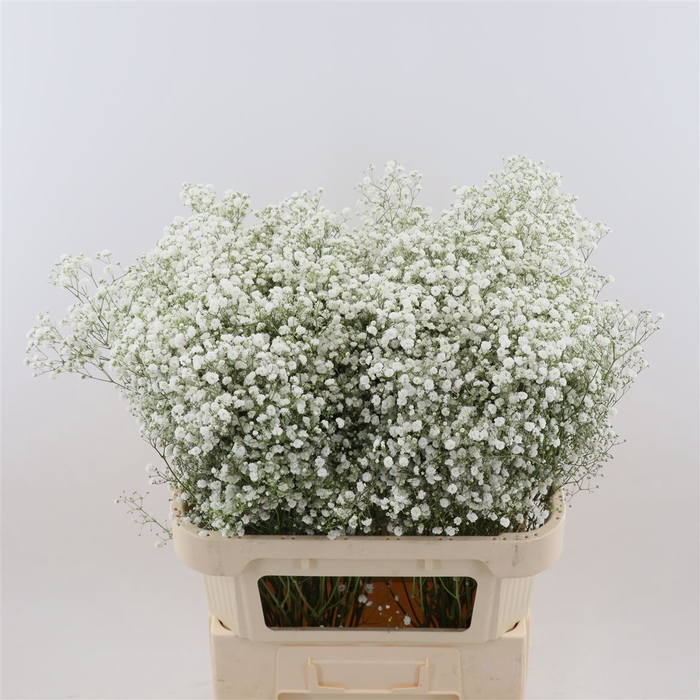 <h4>Gypsophila Paniculata Xlence</h4>