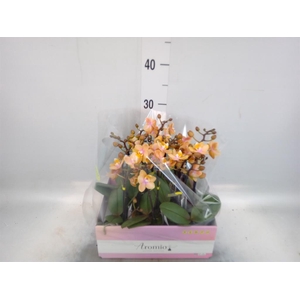Phalaenopsis multi.   ...orange