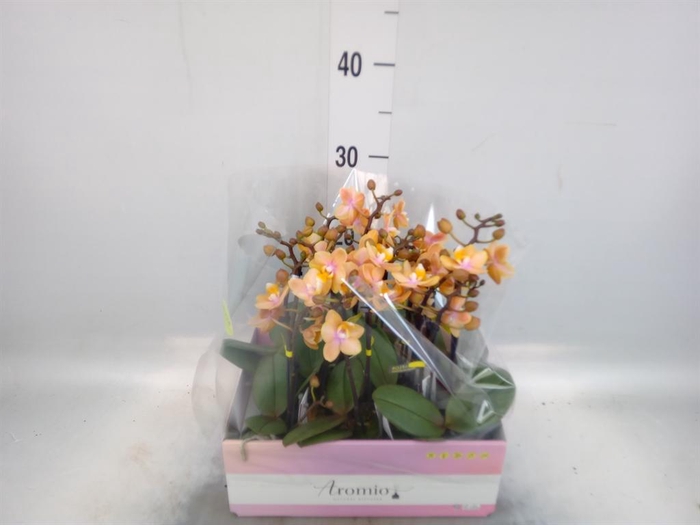 <h4>Phalaenopsis multi.   ...orange</h4>