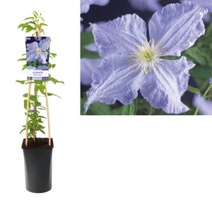 Clematis 'Blue Angel' +light label