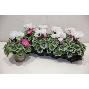 Cycl Kl Sup Picasso White