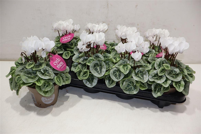 Cycl Kl Sup Picasso White