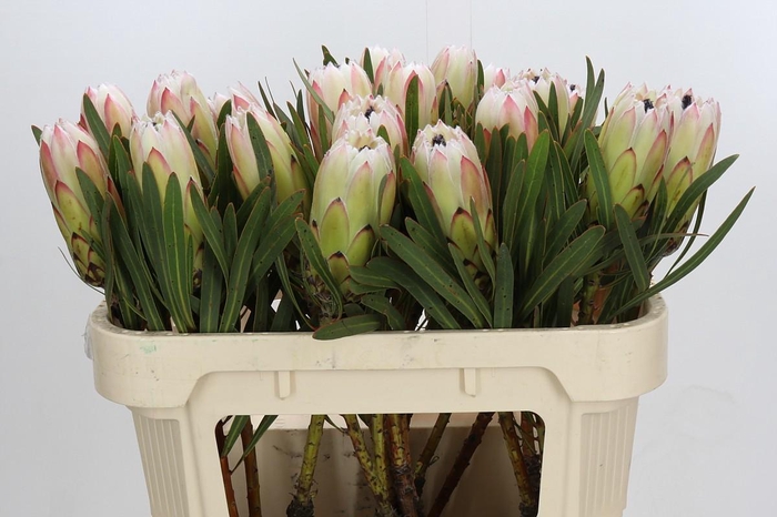 <h4>Protea White Night</h4>