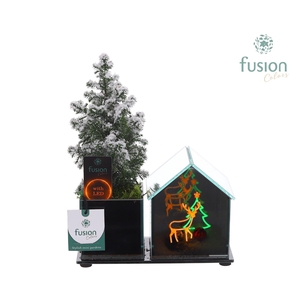 Glazen Huis LED planter met Chamaecyparis