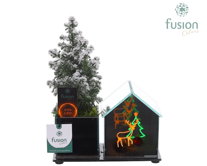 <h4>Glazen Huis LED planter met Chamaecyparis</h4>
