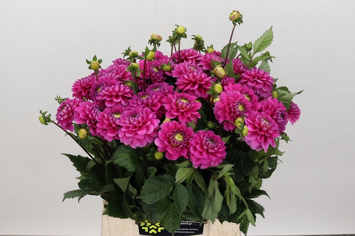 <h4>Dahlia Happy Hour</h4>