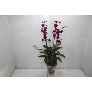 COQ. PLANTAS ORN. T8