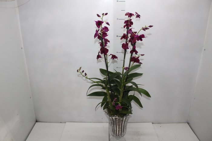 <h4>COQ. PLANTAS ORN. T8</h4>