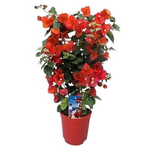 Bougainvillea Dania